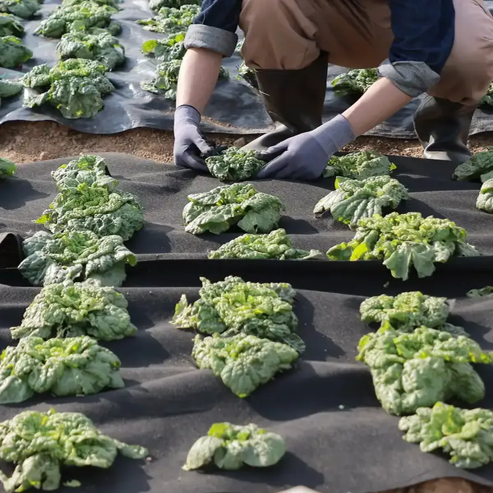 Geowłóknina 1,8x30,5 m 271g/m² czarna pod żwir drogowa przeciw chwastom - obrazek 4