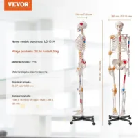Model Anatomiczny Szkielet