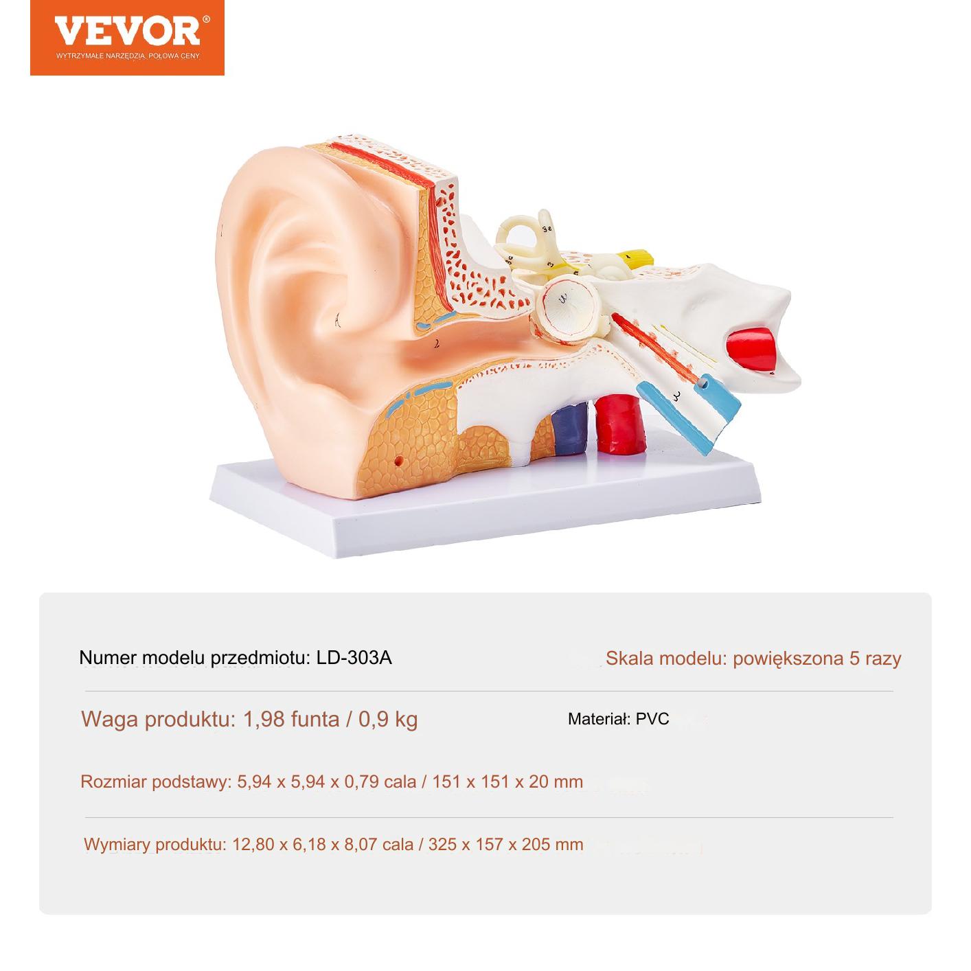 Model Anatomiczny Ucho 3 Części - obrazek 2
