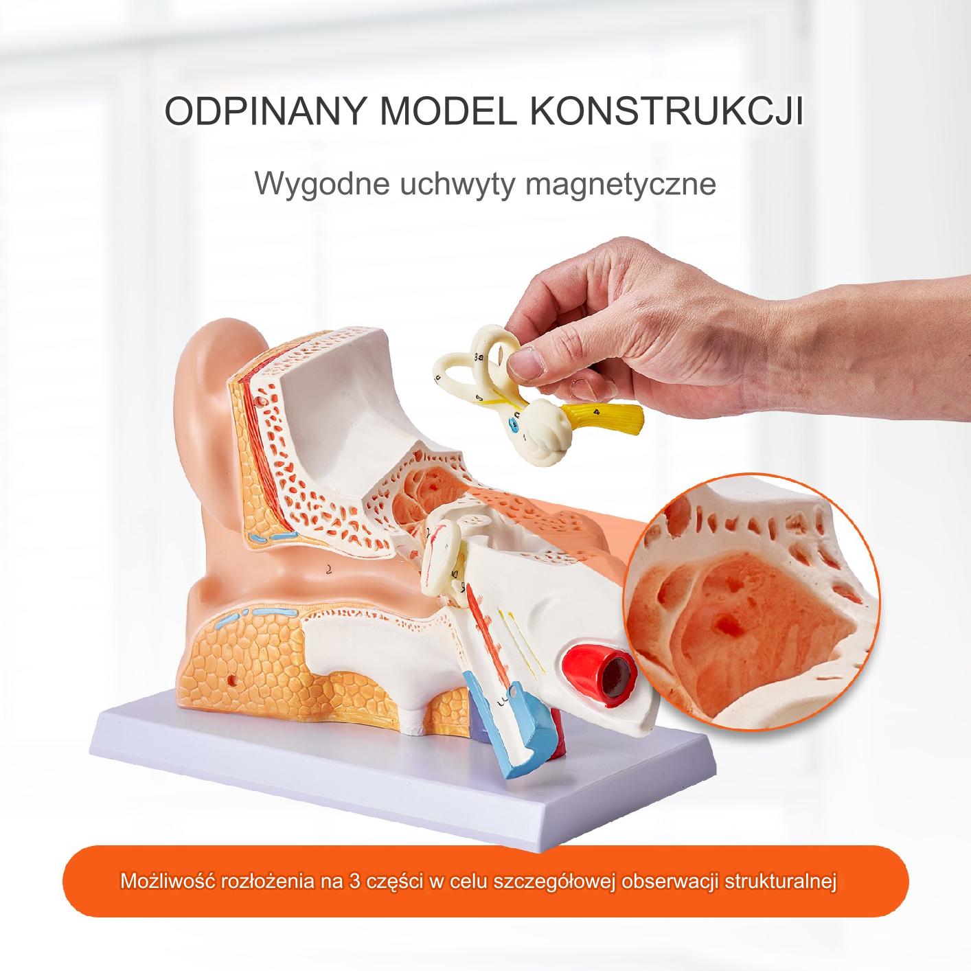 Model Anatomiczny Ucho 3 Części - obrazek 3