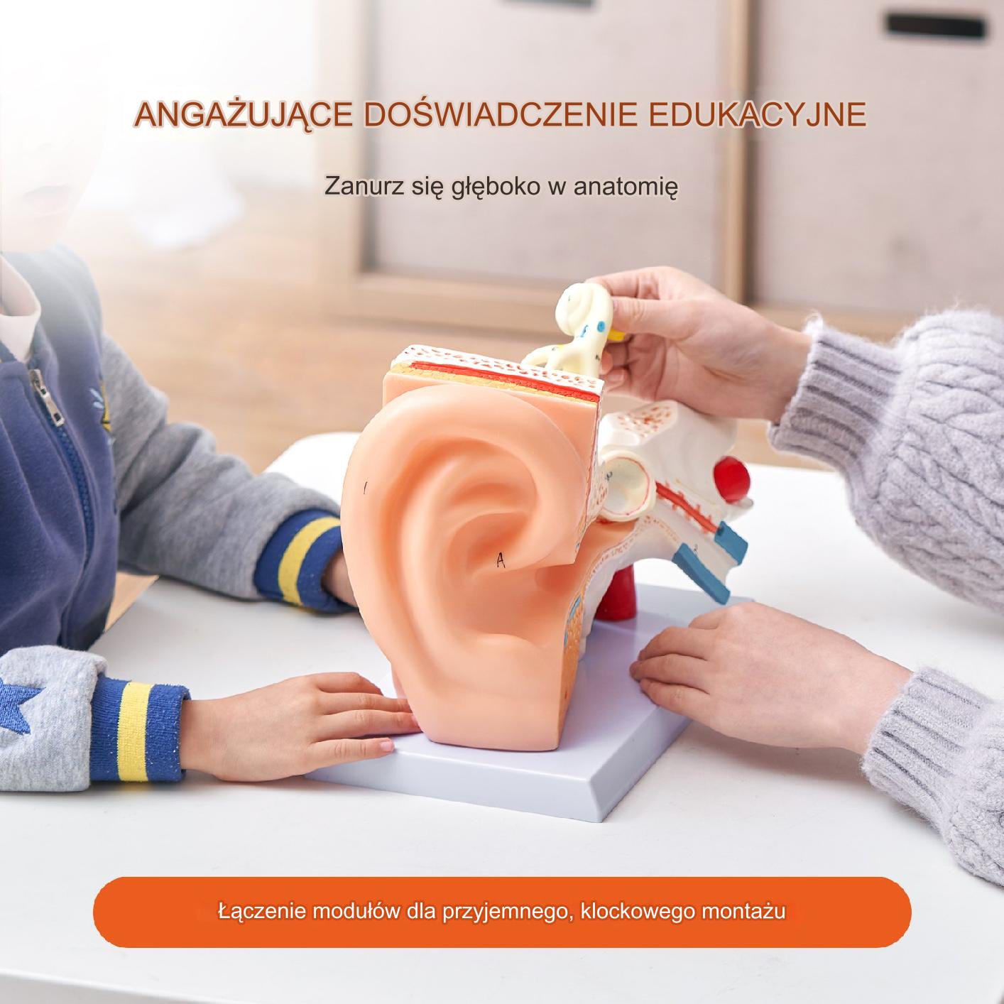 Model Anatomiczny Ucho 3 Części - obrazek 6