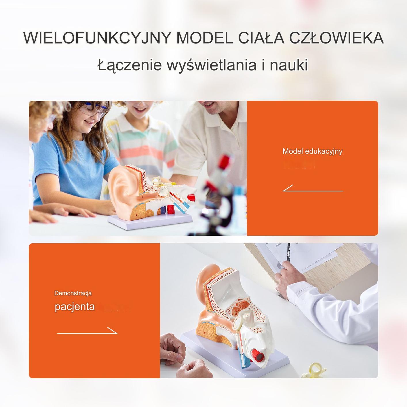 Model Anatomiczny Ucho 3 Części - obrazek 5