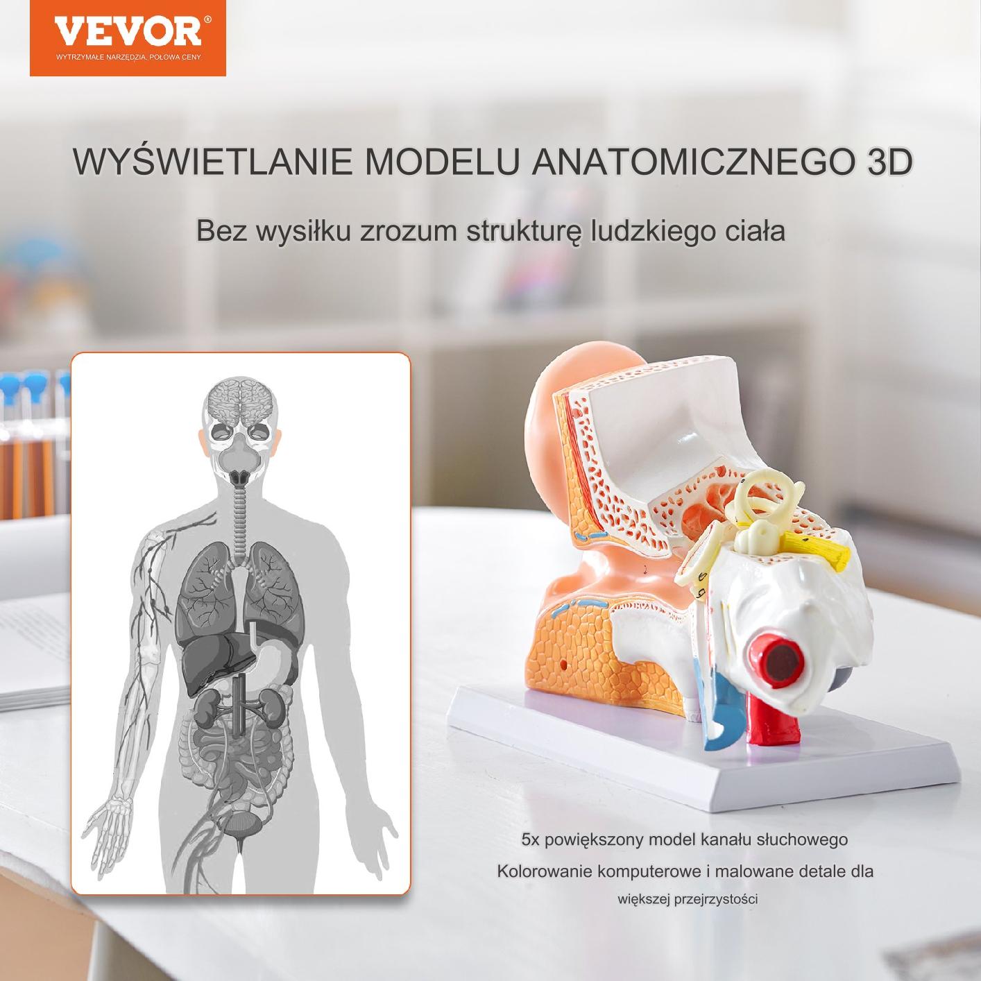 Model Anatomiczny Ucho 3 Części - obrazek 7