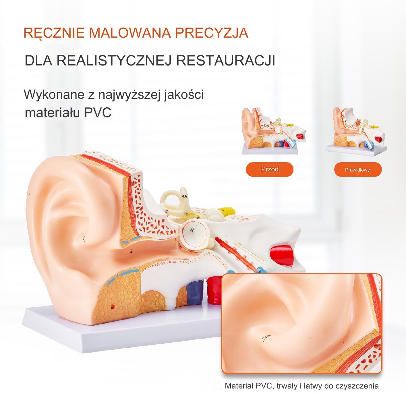 Model Anatomiczny Ucho 3 Części - obrazek 4