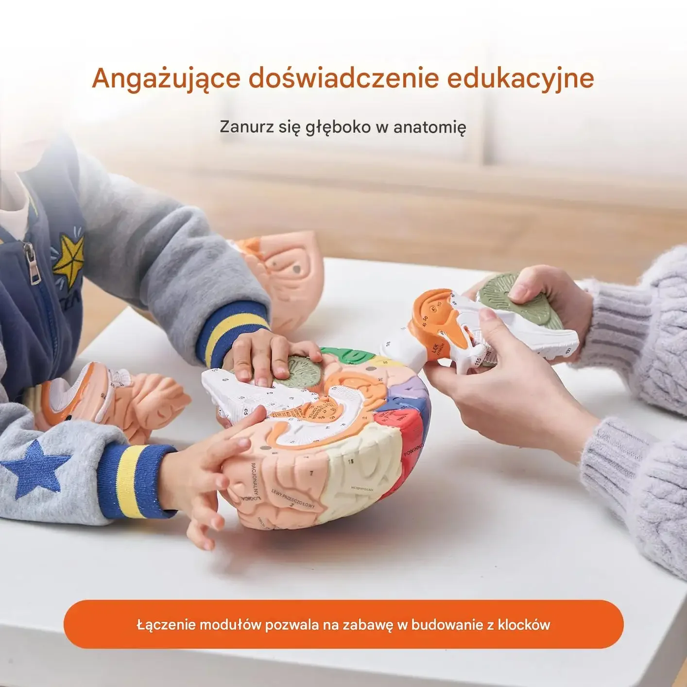 Model mózgu anatomiczny 2 : 1 4 części edukacyjny kolorowy oznaczony nauka - obrazek 2