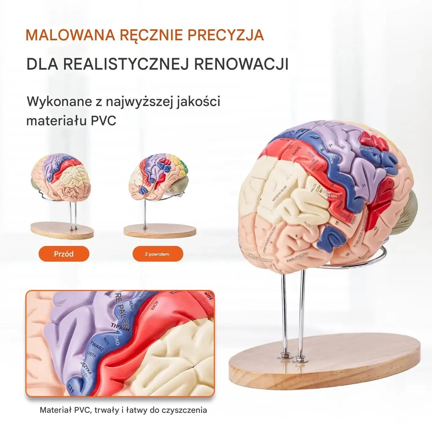 Model mózgu anatomiczny 2 : 1 4 części edukacyjny kolorowy oznaczony nauka - obrazek 3