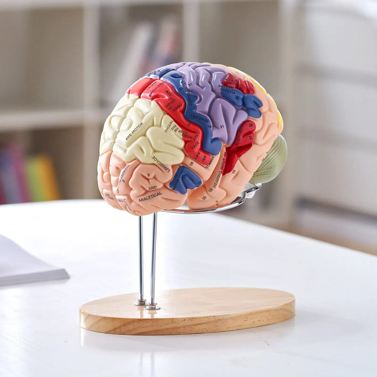 Model mózgu anatomiczny 2 : 1 4 części edukacyjny kolorowy oznaczony nauka - obrazek 6