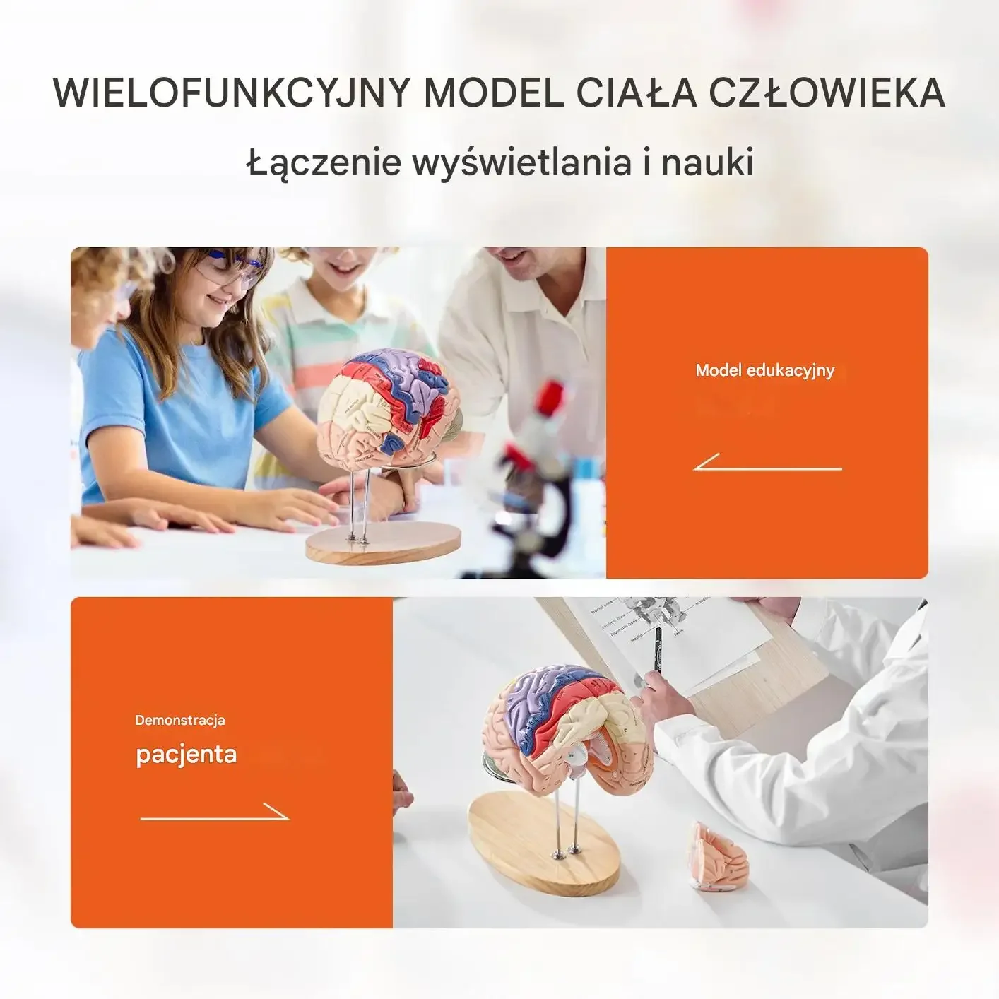 Model mózgu anatomiczny 2 : 1 4 części edukacyjny kolorowy oznaczony nauka - obrazek 5