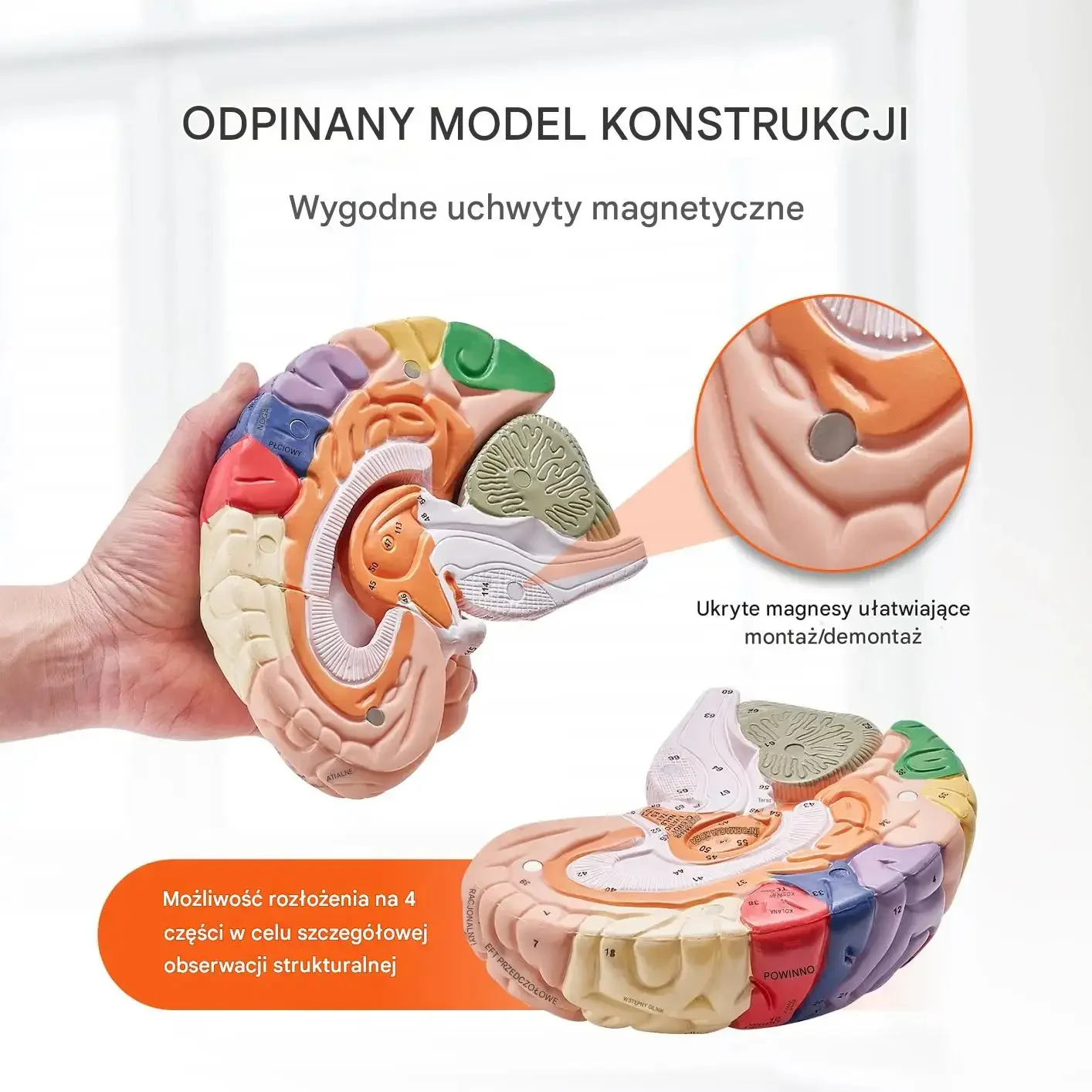 Model mózgu anatomiczny 2 : 1 4 części edukacyjny kolorowy oznaczony nauka - obrazek 4